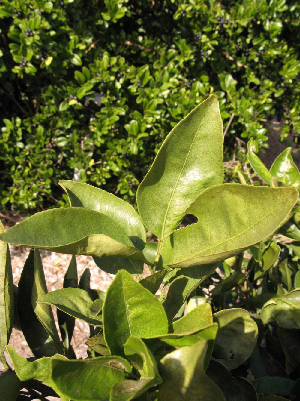            Sun leaves (Winter Haven, FL)   